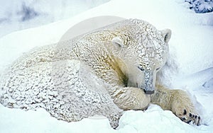 Sleeping polar bear in Canadian Arctic