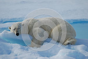 Sleeping polarbear