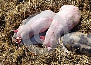 Sleeping poluted and pink piglets in the straw