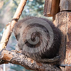 Sleeping porcupine