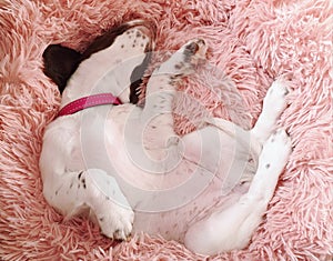 Sleeping pup puppy dog in pink bed