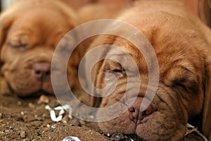 Sleeping Puppies photo