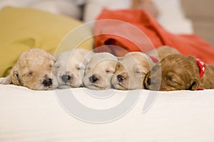 Sleeping puppies