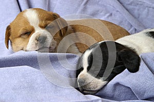 Sleeping Puppies