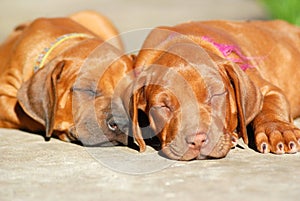 Sleeping puppies