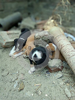 Sleeping puppies