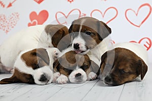 Sleeping puppies of jack russel terrier