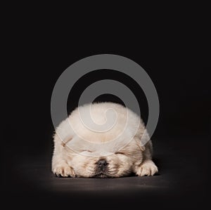 Sleeping puppy