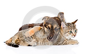 Sleeping puppy with cat lying together on white