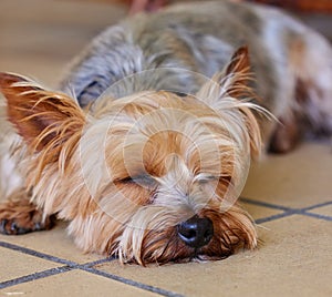 Sleeping puppy, dog and pet in the home, relax on kitchen floor and comfort with mans best friend. Adoption, foster and