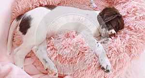 Sleeping puppy dog on pink bed photo