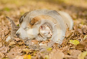 Sleeping puppy embracing kitten on autumn leaves