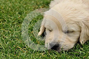 Sleeping puppy on the grass