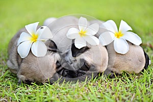 Sleeping puppy Pug