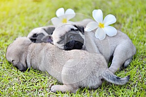 Sleeping puppy Pug