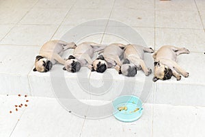 Sleeping puppy Pug