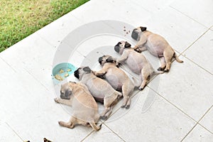 Sleeping puppy Pug