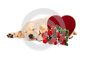 Sleeping Puppy Valentines Heart and Roses