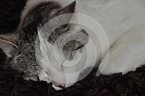 The sleeping and purring cat. Pet.