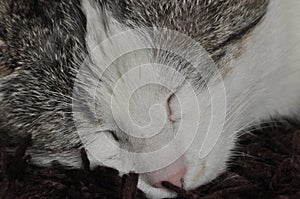 The sleeping and purring cat. Pet. Rest