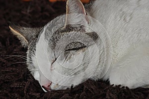 The sleeping and purring cat. Pet. Rest