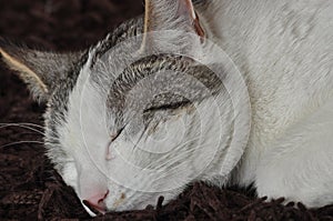 The sleeping and purring cat. Pet. Rest