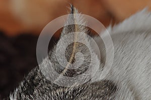 The sleeping and purring cat. Pet. Rest