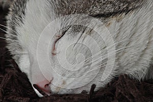 The sleeping and purring cat. Pet. Rest