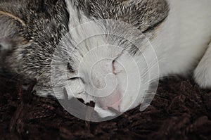 The sleeping and purring cat. Pet. Rest