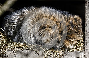 Sleeping raccoon dog 1