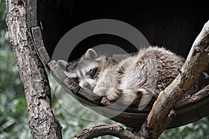 Sleeping racoon dog in tun