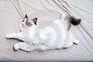 Sleeping Ragdoll Kitten