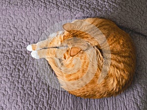 The sleeping red cat on the grey bedcover.