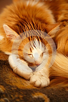 Sleeping red cat