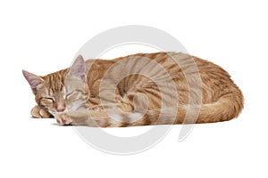 Sleeping red cat on white background photo
