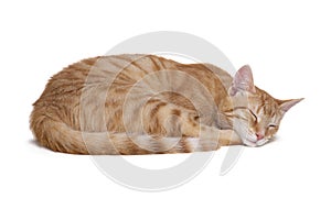 Sleeping red cat on white background