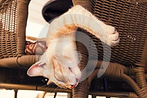 Sleeping red cat on a wicker chair