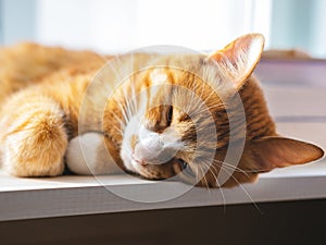 The sleeping red cat on the windowstool.