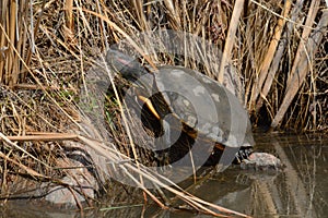 Sleeping red-eared slider turtle