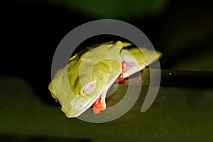 Sleeping Red-eyed tree frog in Costa Rica