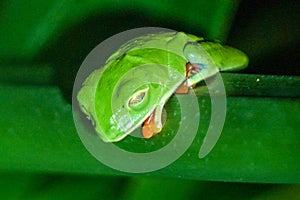 Sleeping Red-eyed tree frog in Costa Rica