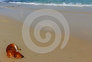 Dog relax on a sand beach