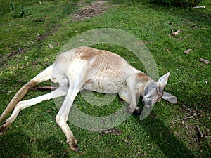 Sleeping Red kangaroo Australia