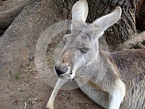 Sleeping Red kangaroo Australia