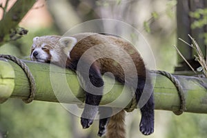 Sleeping Red Panda. Funny cute animal image. photo