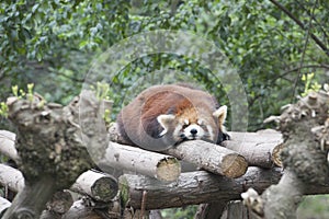 Sleeping red panda  lesser panda in Breeding and Resarch Center  Chengdu