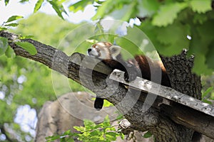 Sleeping red panda