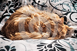 Sleeping red persian cat
