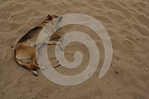 Sleeping relaxed dog on the beach sand