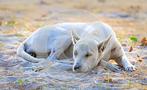 Sleeping relaxed dog on the beach sand